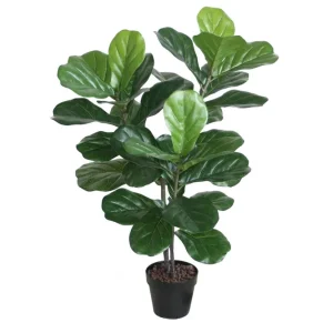 Beställ idag Grön växt FIDDLE LEAF H100 2 grenar svart kruka - Inredning