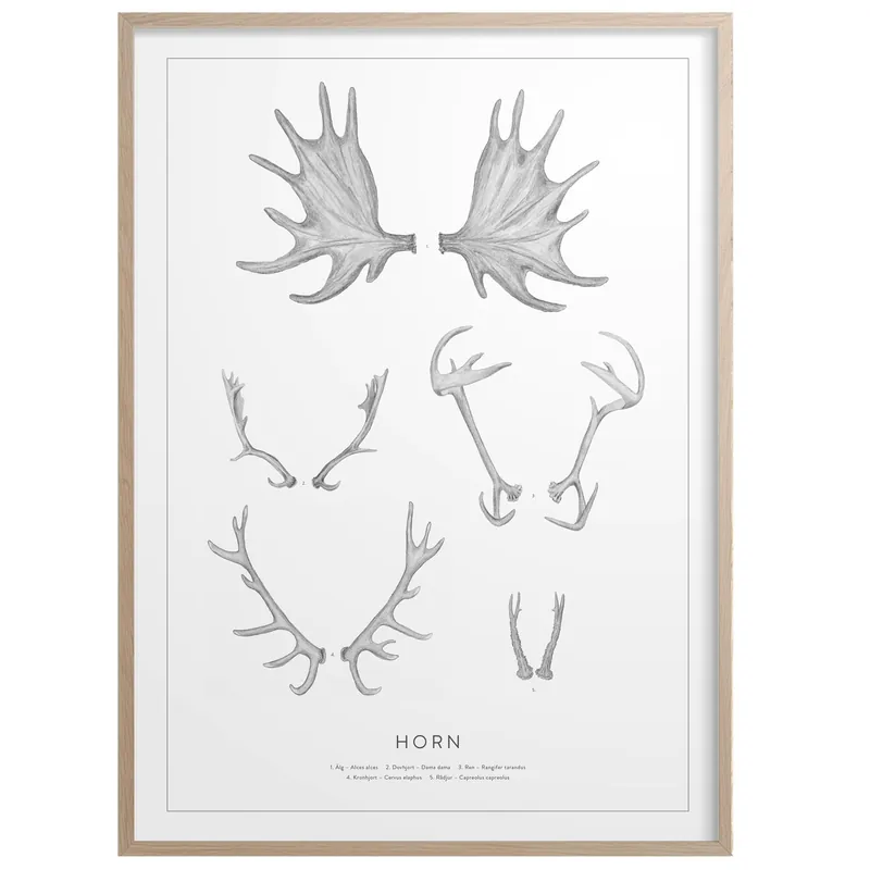 Horn Poster 50x70 cm Nedsatt pris