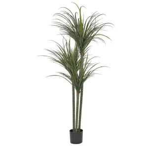 Trygg betalning Konstgjord växt Dracaena Anita - Inredning